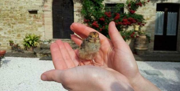 Petrignano Agriturismo Il Podere酒店 外观 照片